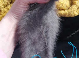 2 litters needing new homes