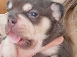 KC TOP QUALITY HEALTHY HAPPY PUPS
