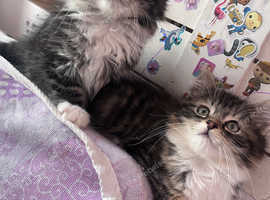 Kittens