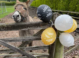 Wanted - Jenny Donkey as a life long partner