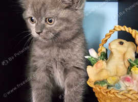 British shorthair kittens for sale