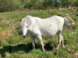Grazing suitable for Section a ponies
