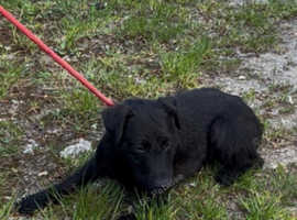 A beautiful patterdale
