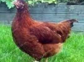 Various Hybrid laying chickens - different colours