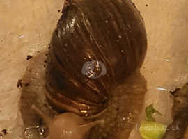 Two adult giant african snails