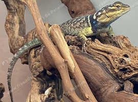 Eggstraordinary Offers for Easter - This Pair of Blue Spiny Swifts