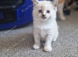 White fluffy kitten