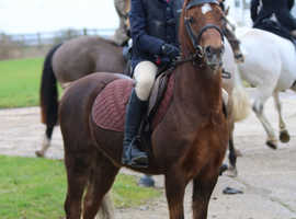 Beautiful all rounder Welsh Section B gelding