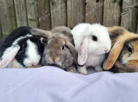 Super Friendly French x Mini Lop Babies Ready to Go!