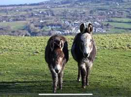 Donkeys for sale