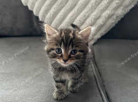 4 kittens left reduced