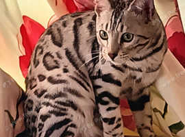 F5 / 5G Silver Blue Charcoal Bengal Brothers Kittens 5th Gen Asian Leopard
