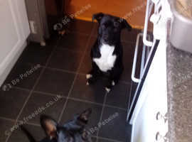 Labradorx Staffordshire bull terrier