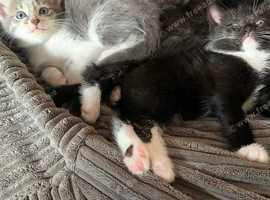 Cute part lilac Persian kittens