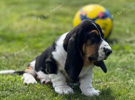 KC BASSET HOUND  PUPS