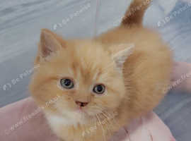 Persian lovely boy