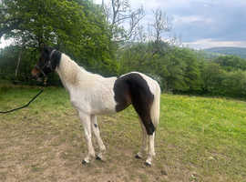 atlantic freya (molly) sport horse yearling