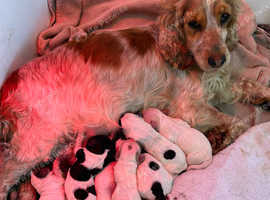 Show type cocker spaniel puppies