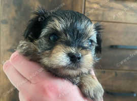 Ready Now! Toy Morkie puppies last two!!!