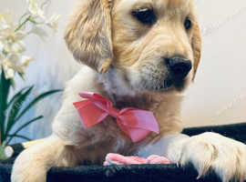 2 Golden Retriever Girls Available