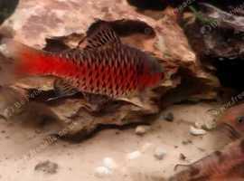 Odessa barb