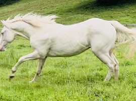 Quarter horse , cremello , gelding.