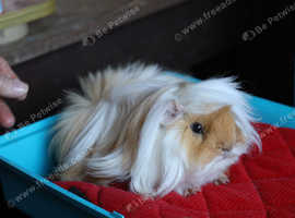 Peruvian Boar for Sale