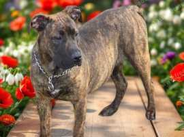 Mastiff cross Belgium malinois