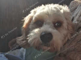 Teddy