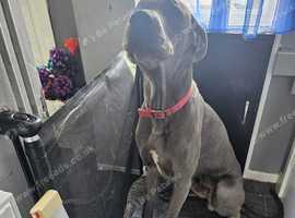 2 year old male Great Dane