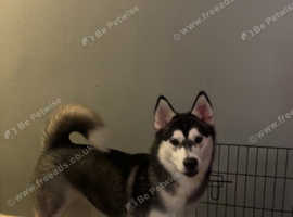 Huskamute puppies for sales sale