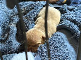 Cane Corsos Cross puppy