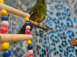 Kakariki for sale