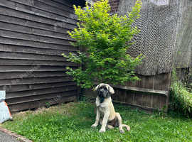 English mastiff puppy