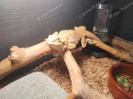 Female bearded dragon for sale