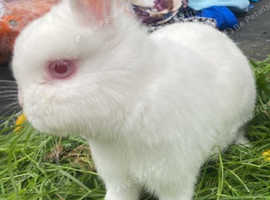 Female bunny