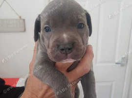 Blue Staffordshire bull terrier cute pups