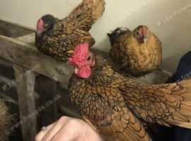 Gold And Silver Sebright Chicks- available