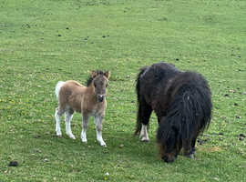 Miniature Shetland mare with foal at foot