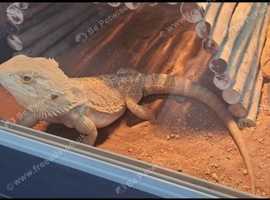 Bearded dragon with full setup and extras
