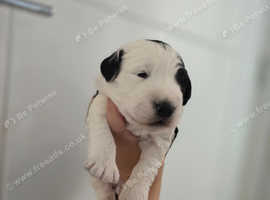 Last Sheepadoodle Boy puppy