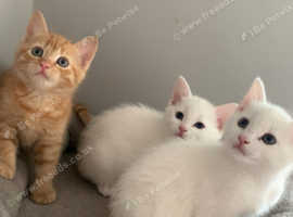 3 beautiful male kittens