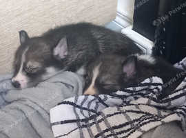 Siberian huskies