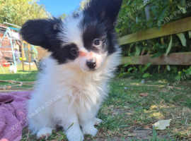Papillion puppies