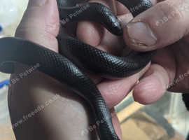 grown on mexican black kingsnakes