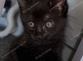 Male black and white kitten