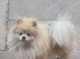 Pomeranian girl