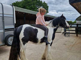 Handsome coloured gelding for sale