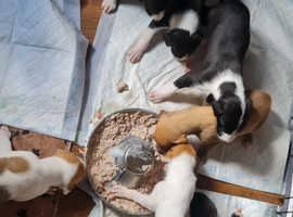 7 bully deerhound lurcher pups