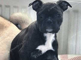 Beautiful Boston terrier baby girl
